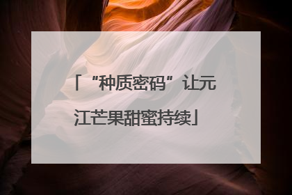 “种质密码”让元江芒果甜蜜持续