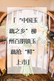 “中国玉藕之乡”柳州百朋镇玉藕抢“鲜”上市