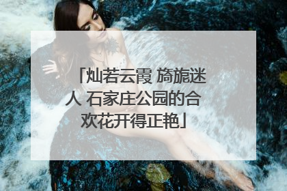 灿若云霞 旖旎迷人 石家庄公园的合欢花开得正艳