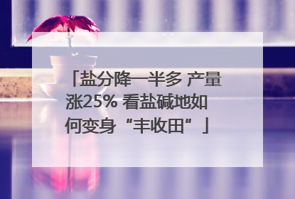盐分降一半多 产量涨25% 看盐碱地如何变身“丰收田”