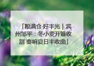 粮满仓·好丰光｜滨州邹平：冬小麦开镰收割 奏响夏日丰收曲