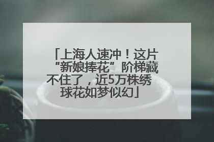 上海人速冲！这片“新娘捧花”阶梯藏不住了，近5万株绣球花如梦似幻