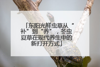 东阳光鲜虫草从“补”到“养”，冬虫夏草在现代养生中的新打开方式