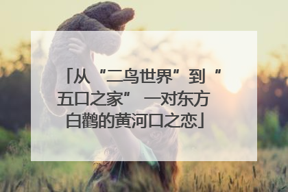 从“二鸟世界”到“五口之家” 一对东方白鹳的黄河口之恋