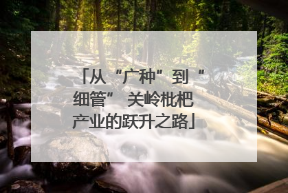 从“广种”到“细管” 关岭枇杷产业的跃升之路