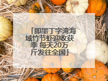 即墨丁字湾海域竹节虾迎收获季 每天20万斤发往全国