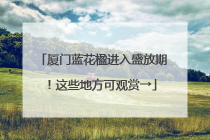 厦门蓝花楹进入盛放期！这些地方可观赏→