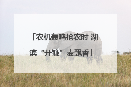 农机轰鸣抢农时 湖滨“开镰”麦飘香