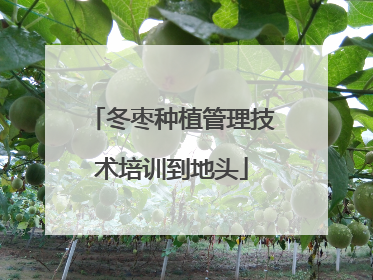 冬枣种植管理技术培训到地头