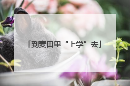 到麦田里“上学”去