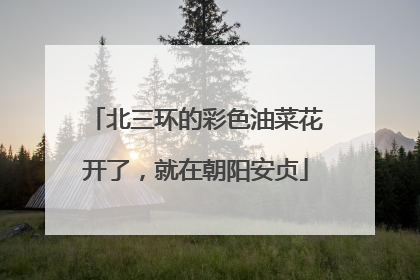 北三环的彩色油菜花开了，就在朝阳安贞