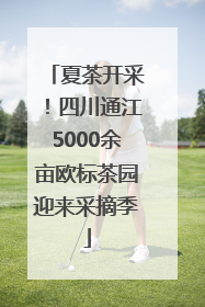 夏茶开采！四川通江5000余亩欧标茶园迎来采摘季