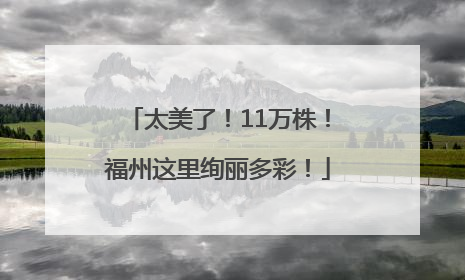 太美了！11万株！福州这里绚丽多彩！