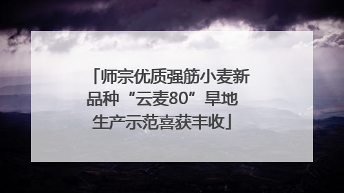 师宗优质强筋小麦新品种“云麦80”旱地生产示范喜获丰收