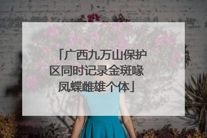 广西九万山保护区同时记录金斑喙凤蝶雌雄个体