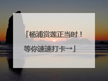 杨浦赏莲正当时！等你速速打卡→