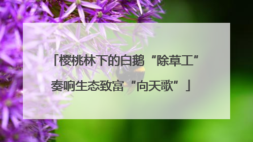 樱桃林下的白鹅“除草工” 奏响生态致富“向天歌”
