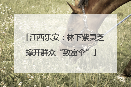 江西乐安：林下紫灵芝撑开群众“致富伞”