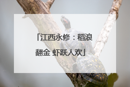 江西永修：稻浪翻金 虾跃人欢