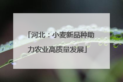 河北：小麦新品种助力农业高质量发展