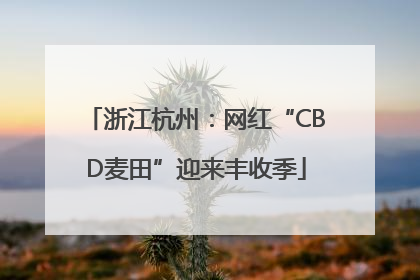 浙江杭州：网红“CBD麦田”迎来丰收季