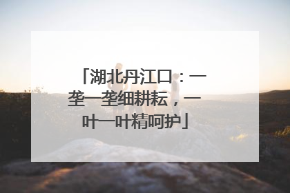 湖北丹江口：一垄一垄细耕耘，一叶一叶精呵护