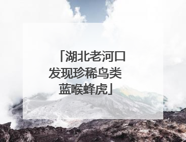 湖北老河口发现珍稀鸟类蓝喉蜂虎