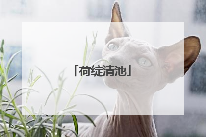 荷绽清池