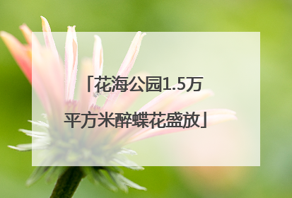 花海公园1.5万平方米醉蝶花盛放