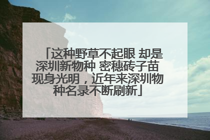 这种野草不起眼 却是深圳新物种 密穗砖子苗现身光明，近年来深圳物种名录不断刷新