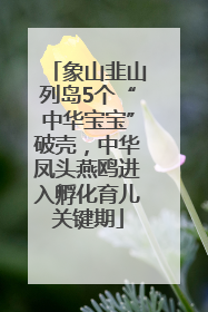 象山韭山列岛5个“中华宝宝”破壳，中华凤头燕鸥进入孵化育儿关键期