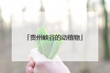 贵州峡谷的动植物