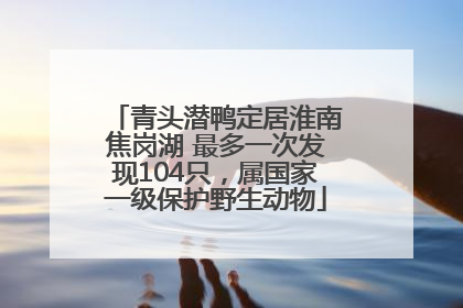 青头潜鸭定居淮南焦岗湖 最多一次发现104只，属国家一级保护野生动物