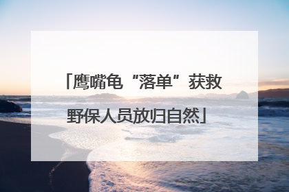 鹰嘴龟“落单”获救 野保人员放归自然